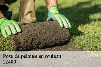 Pose de pelouse en rouleau  12480