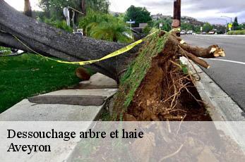 Dessouchage arbre et haie Aveyron 