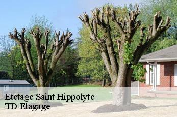 Etetage  saint-hippolyte-12140 TD Elagage