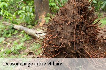 Dessouchage arbre et haie