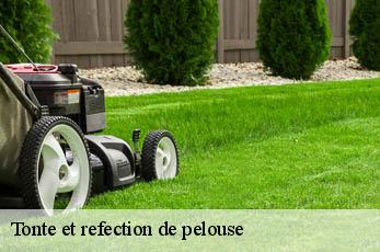 Tonte et refection de pelouse