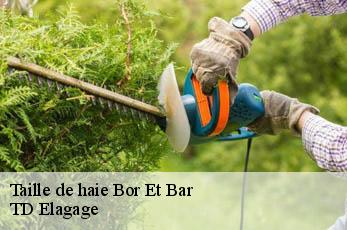 Taille de haie  bor-et-bar-12270 TD Elagage