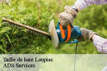 Taille de haie  loupiac-12700 ADS Services