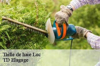 Taille de haie  luc-12450 TD Elagage